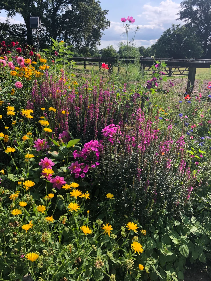 happycountrylife-bloemen-gezaaid