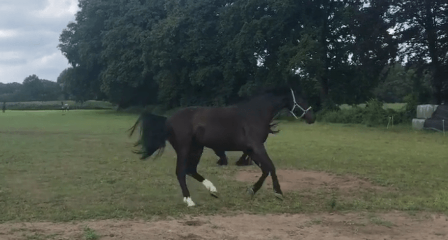 happycountrylife-Ruby Ruby weer thuis