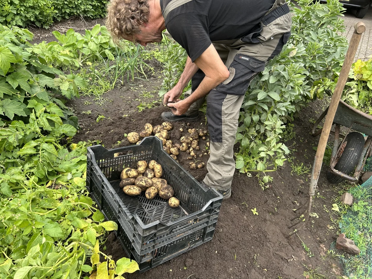 happycountrylife-aardappeloogst