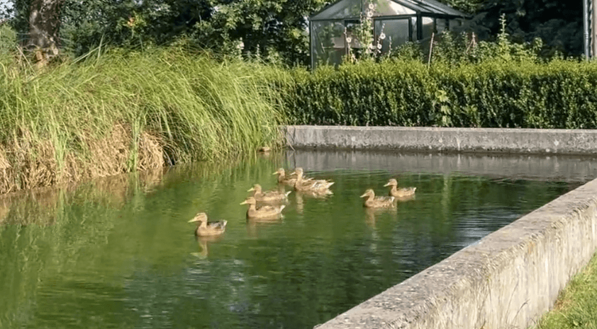 Eenden op bezoek in de zwemvijver