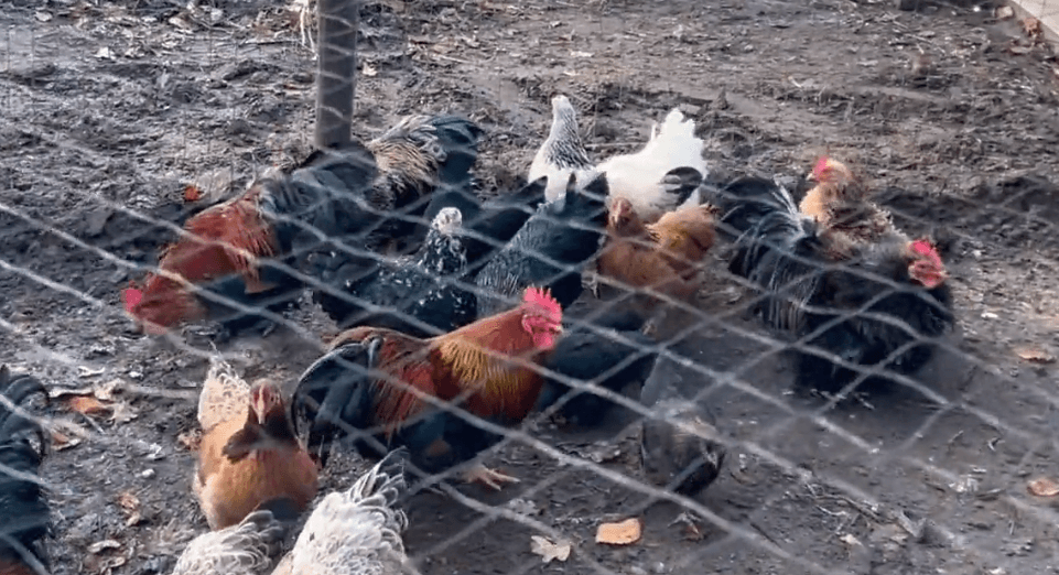 happycountrylife-blije kippen