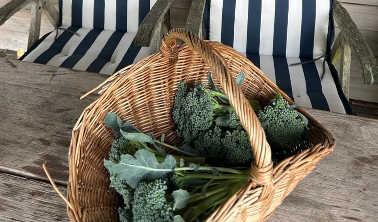 happycountrylife-broccoli-2