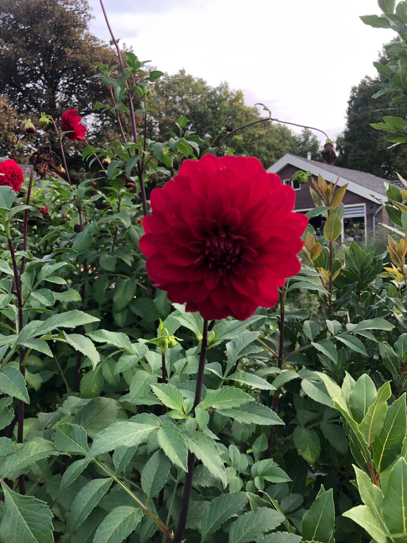 happycountrylife-dahlia-alert