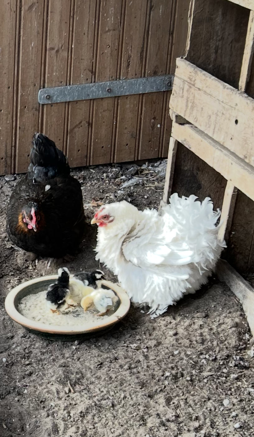 happycountrylife-hennetje