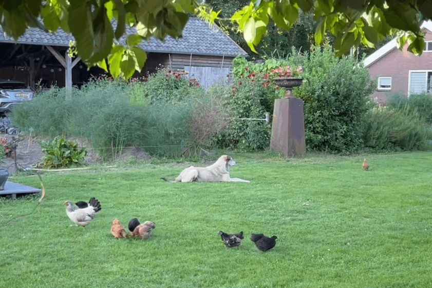 happycountrylife-het échte happy country life