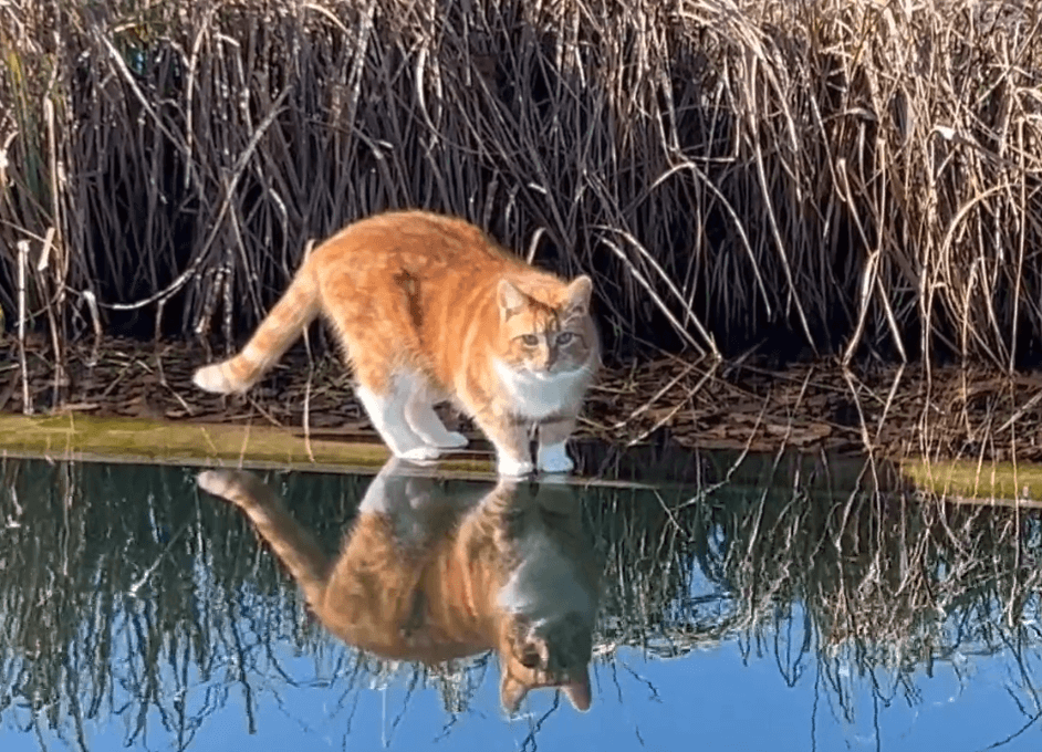 happycountrylife-katten houden wel van water