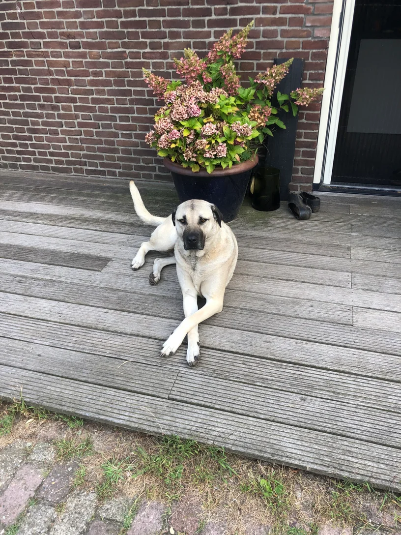 happycountrylife-kennismaking met Layla-1