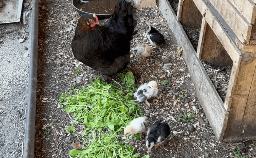 happycountrylife-kuikenpret