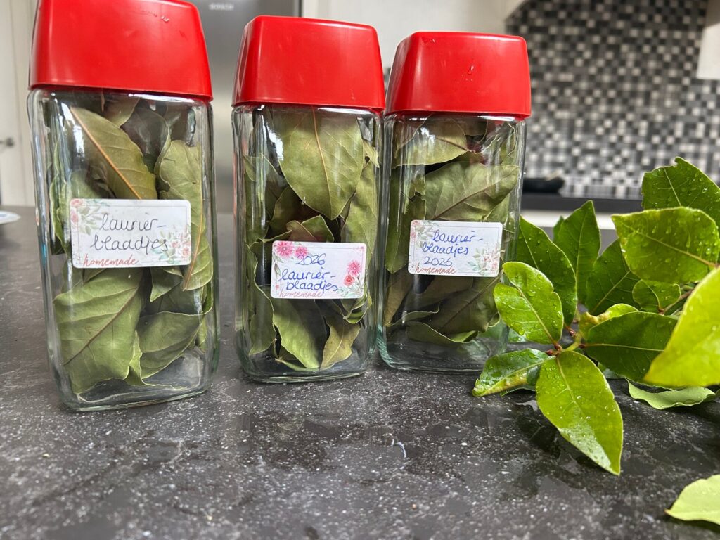 Gedroogde laurierblaadjes uit eigen tuin