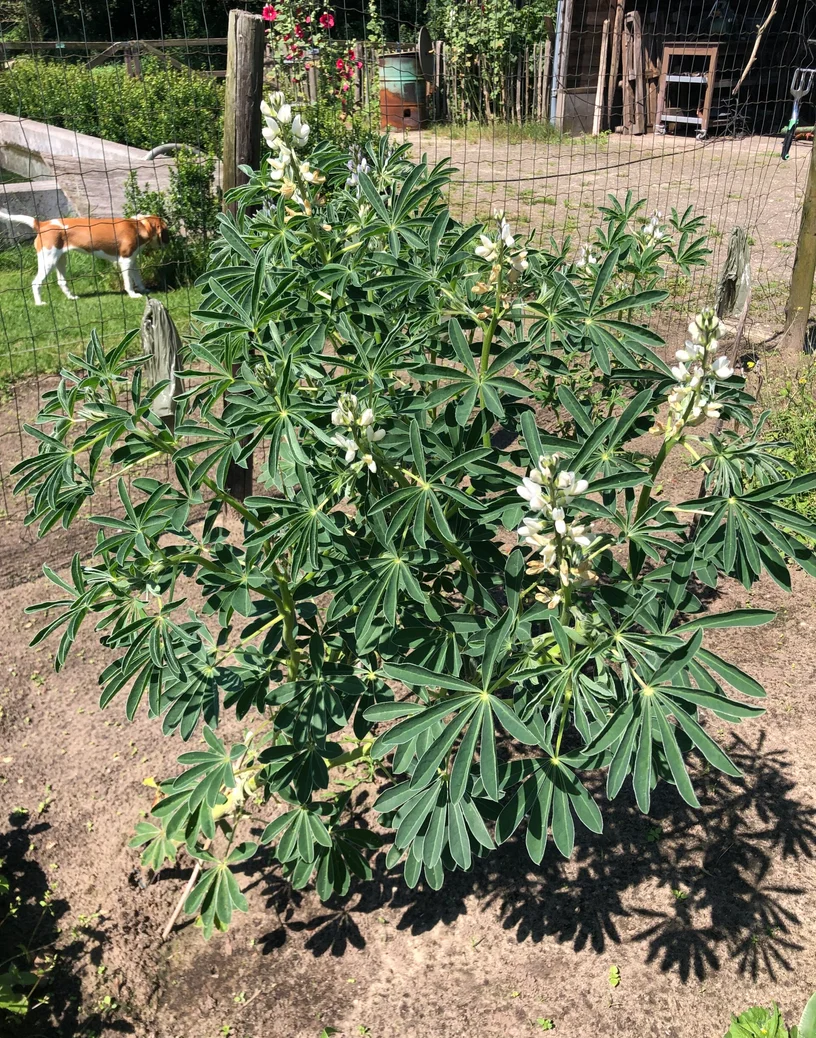 happycountrylife-lupine