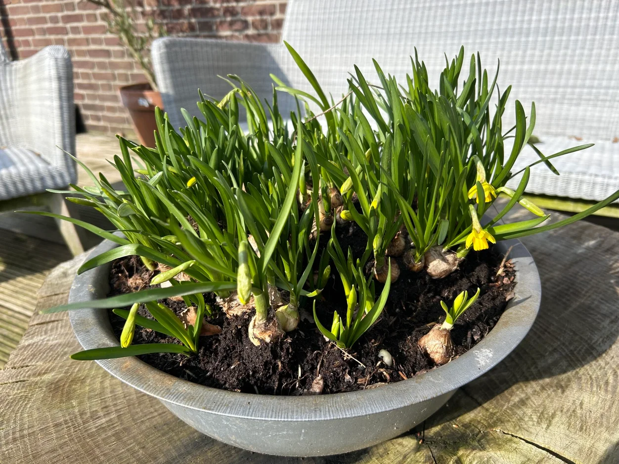 happycountrylife-narcissen-high