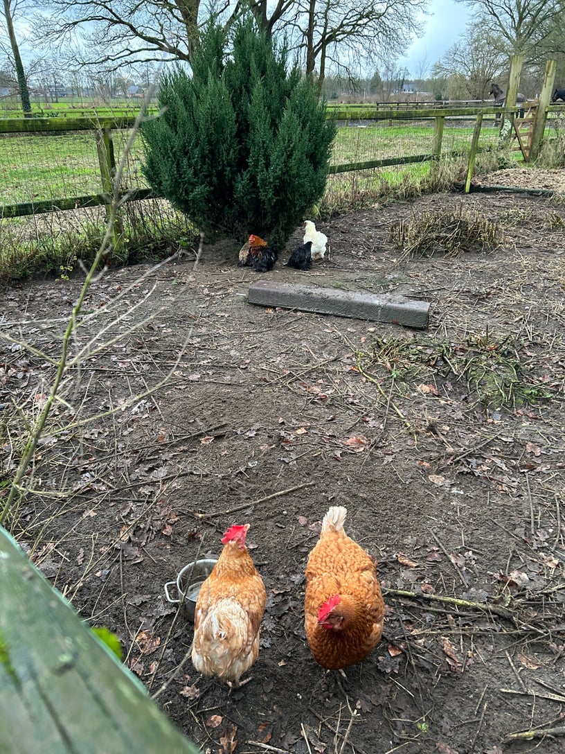 happycountrylife-nieuwe-kippen