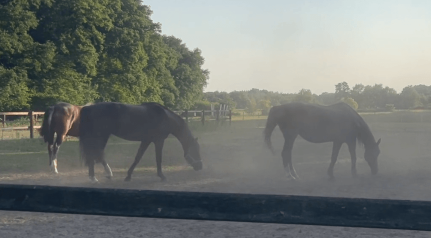 happycountrylife-ook paarden hebben het warm