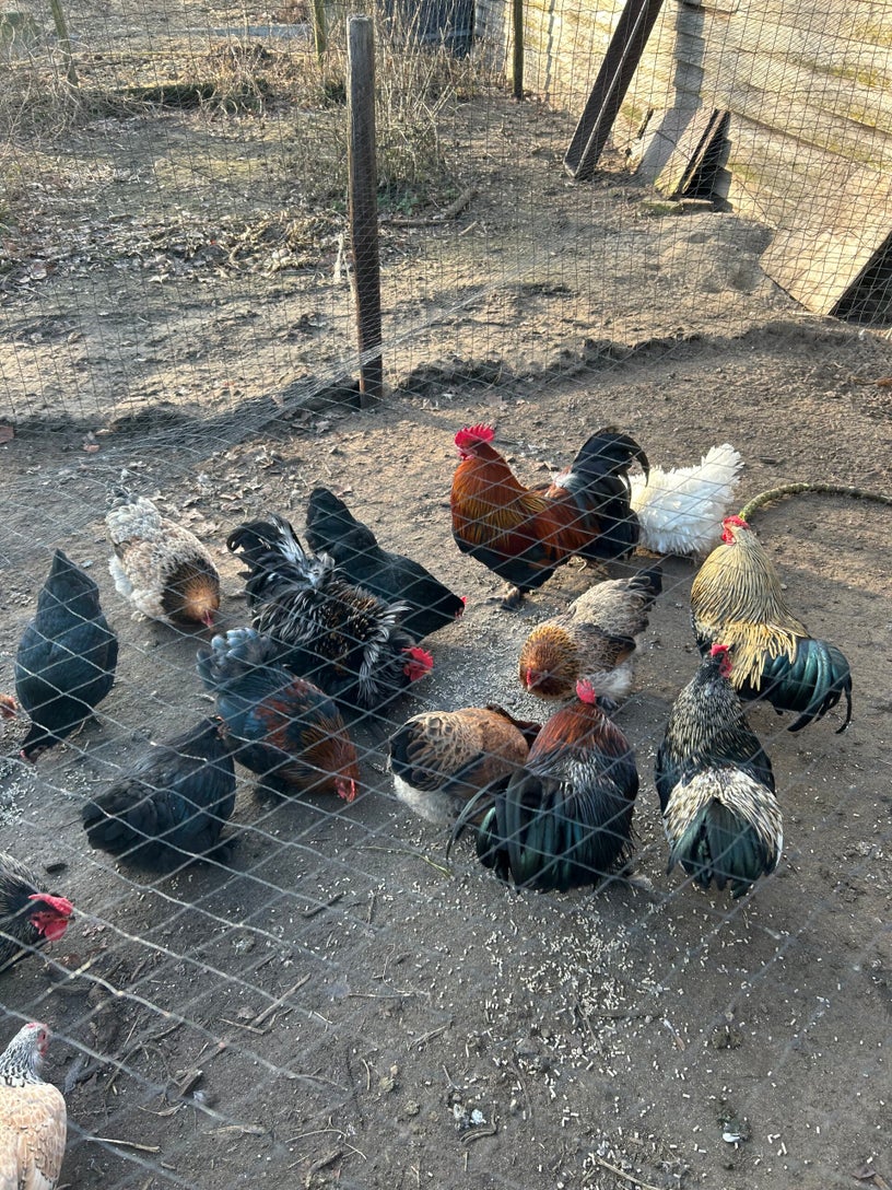 happycountrylife-prachtige hanen