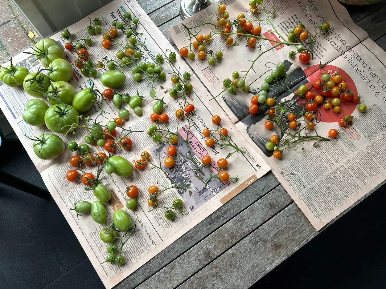 happycountrylife-tomaten