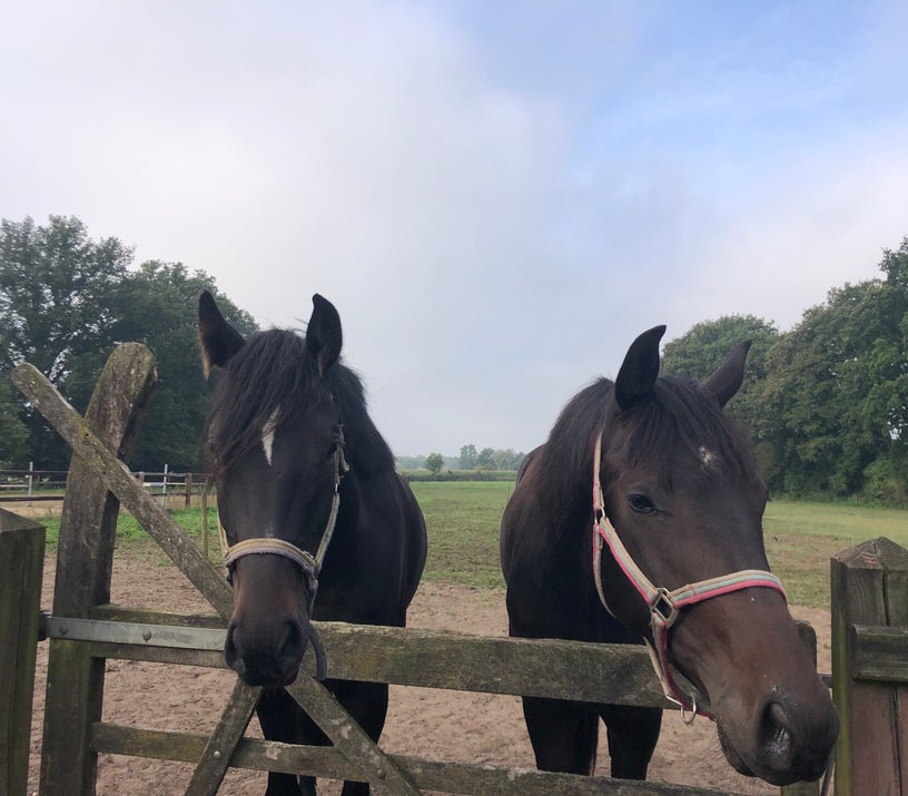 happycountrylife-ruby-en-raf