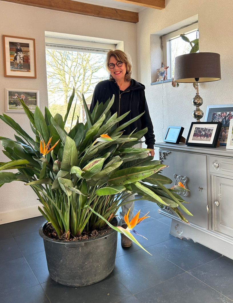 happycountrylife-strelitzia