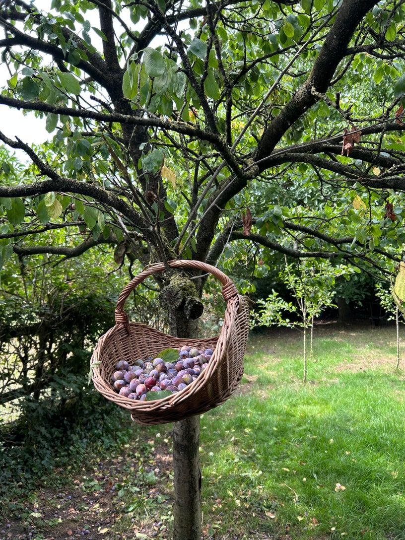 happycountrylife-zielige pruimen