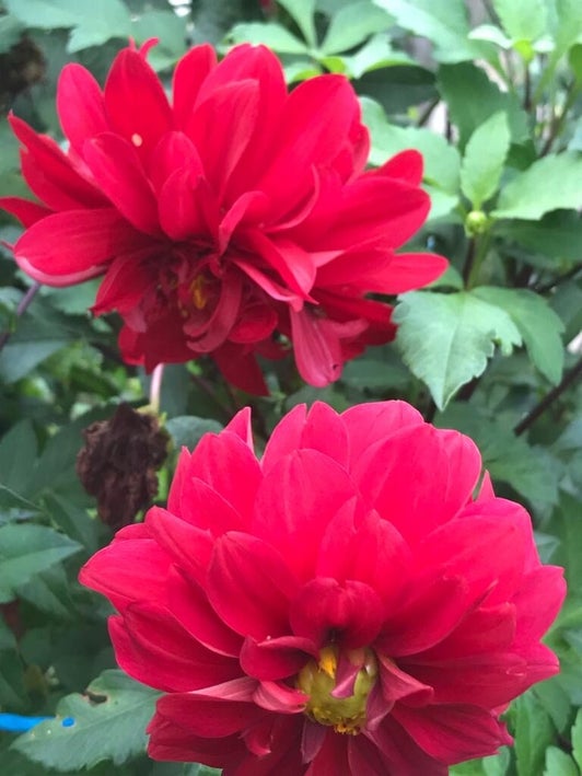 happycountrylife-dahliabloem-rood
