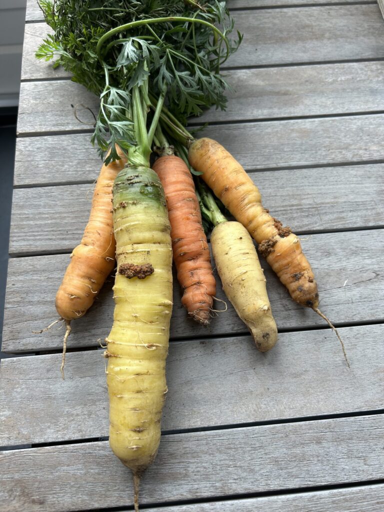 Lelijke wortels