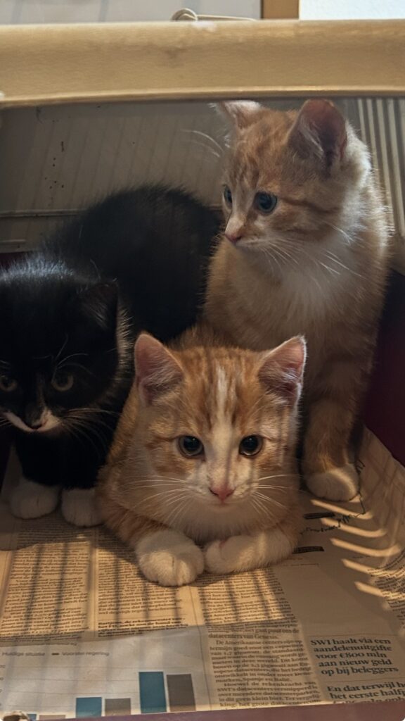 Piet, Klaas en Fiep